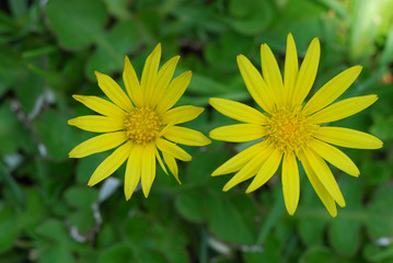 Yellow flowers