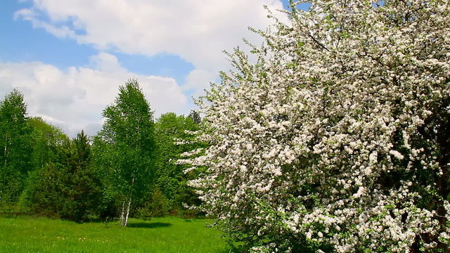 apple tree blossom, spring landscape