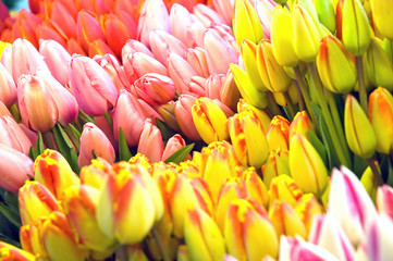 Colorful tulips in the market