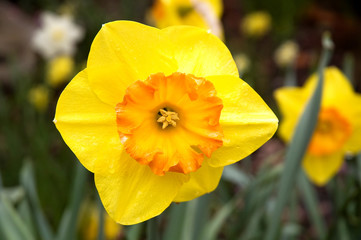 Obraz premium Yellow flower