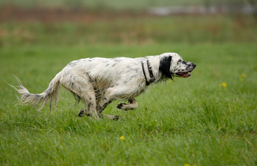 setter
