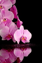 Naklejki  Różowa orchidea z kroplą rosy