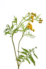 Rainfarn (Tanacetum vulgare) vor weißem Hintergrund