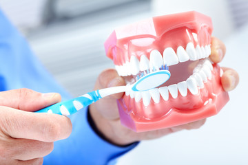 Fototapeta na wymiar Dental model and teethbrush