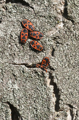 A group of black and red coleopterons wintering inside a tree cr