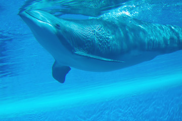 Obraz premium Dolphin swimming underwater