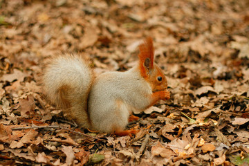 Squirrel.