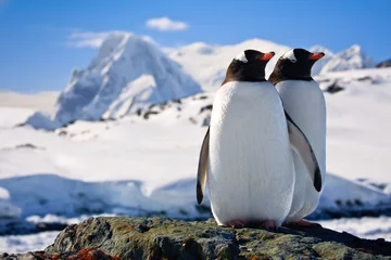 Zelfklevend Fotobehang Twee pinguïns © Goinyk