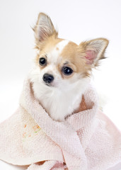 sweet chihuahua with pink towel close-up isolated