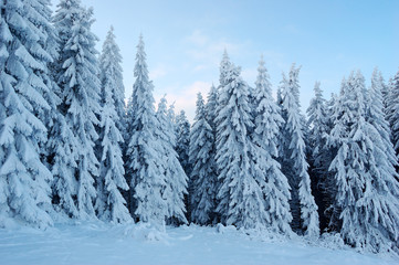 Obraz premium Winter landscape in mountains