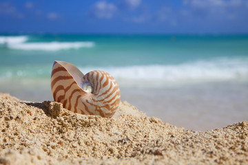 nautilus shellon beach  and blue tropical sea