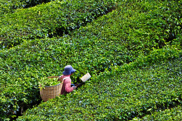 Tea plantation in the Cameron Highlands