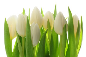 Fototapeta Białe piękne tulipany obraz