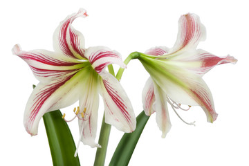 "Hippeastrum"  flowers isolated