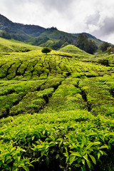 Tea plantation in the Cameron Highlands