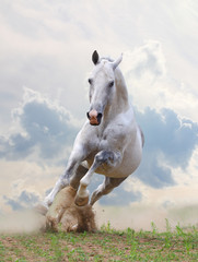 Panele Szklane  biały koń