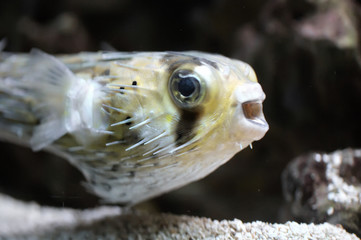 Fish