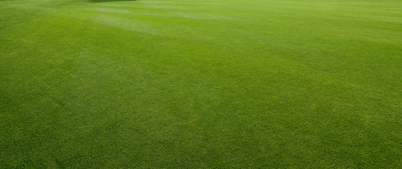 grass texture