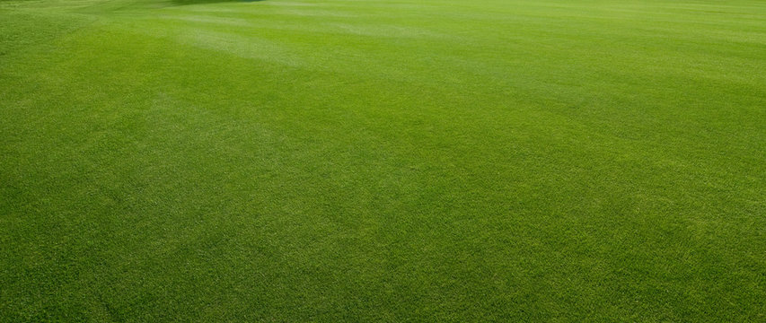 grass texture