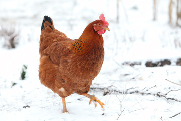 Hen in winter