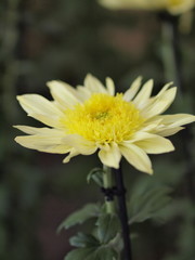 Obraz premium 菊