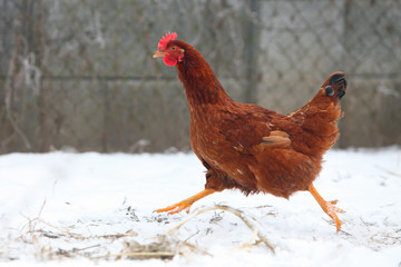 Running hen in winter