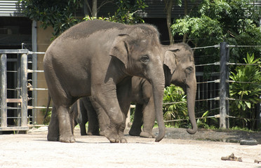 Fototapeta premium Asian Elephants