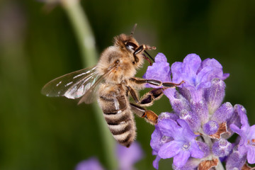 Biene auf Lanvendelblüte