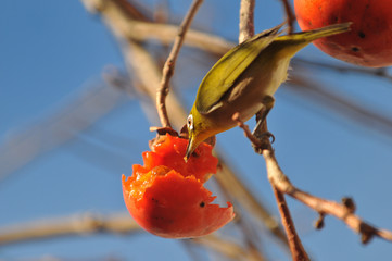 柿を食べるメジロ