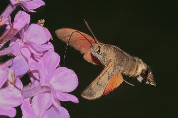 Butterfly reveler (Macroglossum stellatarum)