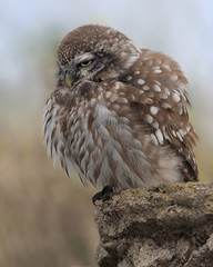 Little Owl (Athene Noctua)