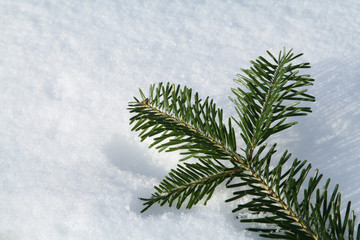 Branch of fir-tree