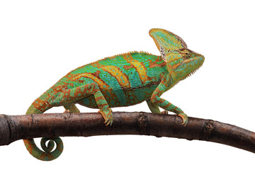 chameleon on a white background