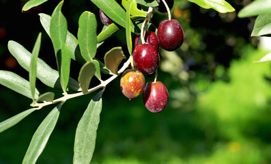 Olives hanging in branch.