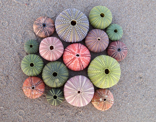 variety of colorful sea urchins on wet sand
