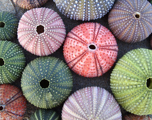 variety of colorful sea urchins on wet sand