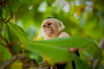 Kapuzineraffe, Cebus, Costa Rica