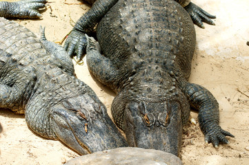 two alligators sunbathing on sand