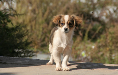 Hund , schüchtern