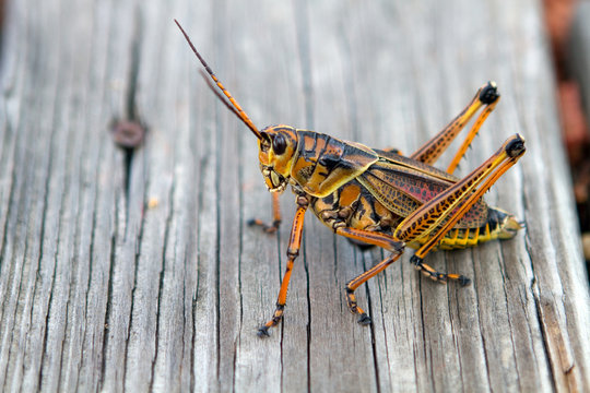 Florida Lubber Grasshopper