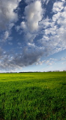 Field and clouds