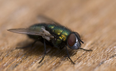 fly with red eyes