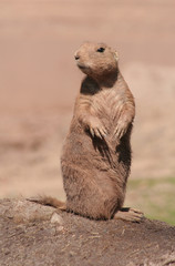 Präriehund ,seitlich