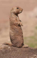 Präriehund ,stehend