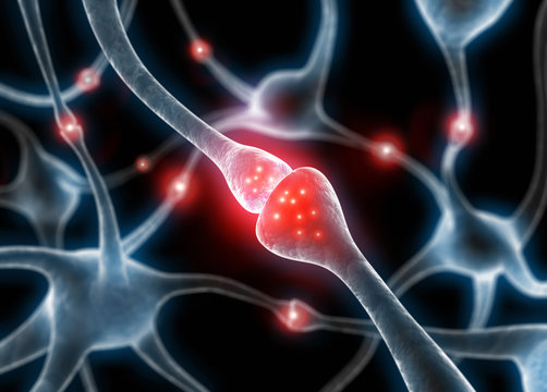 Synapse 1