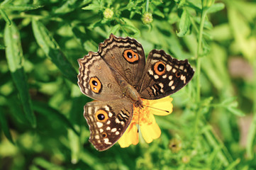 butterfly swarm yellow flower