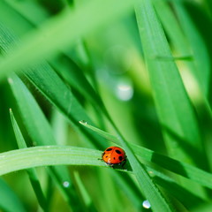 Ladybird among grass