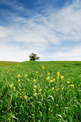 Green field and yellow flowers
