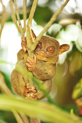 Naklejka premium Tarsier
