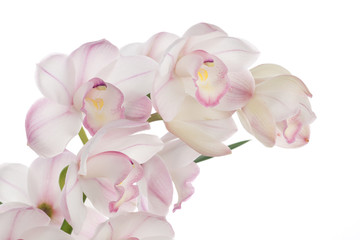 Orchid flowers over white (Cymbidium sp)
